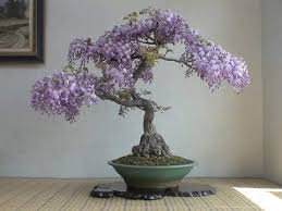 Mini Bonsai Wisteria Tree Indoor Ornamental Plants 10 PCS Seeds