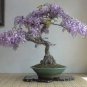 Mini Bonsai Wisteria Tree Indoor Ornamental Plants 10 PCS Seeds