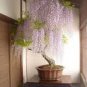 Mini Bonsai Wisteria Tree Indoor Ornamental Plants 10 PCS Seeds