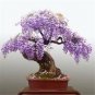 Mini Bonsai Wisteria Tree Indoor Ornamental Plants 10 PCS Seeds