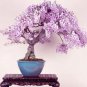 Mini Bonsai Wisteria Tree Indoor Ornamental Plants 10 PCS Seeds