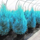 Mini Bule Italian Cypress Tree Plants Popular Bonsai Plants 50 PCS Seeds Mini Bule Italian Cypress Tree Plants Popular Bonsai Plants 50 PCS Seeds