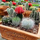 Mini Cactus Suculent 500 PCS Seeds Mini Cactus Suculent 500 PCS Seeds