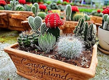 Mini Cactus Suculent 500 PCS Seeds