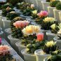 Mini Cactus Suculent 500 PCS Seeds