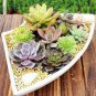 Mini Cactus Suculent 500 PCS Seeds
