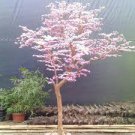 Mini Bonsai Sakura Flower 10 PCS Seeds Mini Bonsai Sakura Flower 10 PCS Seeds