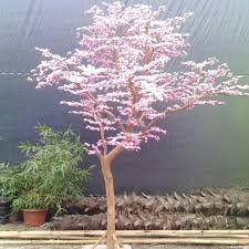 Mini Bonsai Sakura Flower 10 PCS Seeds