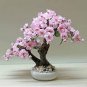 Mini Bonsai Sakura Flower 10 PCS Seeds