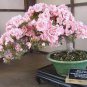Mini Bonsai Sakura Flower 10 PCS Seeds