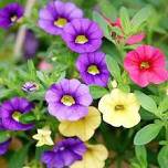Mini Calibrchoa Million Bells Annual Flower Bonsai 100 PCS Seeds