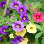 Mini Calibrchoa Million Bells Annual Flower Bonsai 100 PCS Seeds