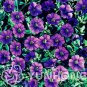 Mini Calibrchoa Million Bells Annual Flower Bonsai 100 PCS Seeds
