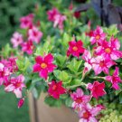 Mini Calibrchoa Million Bells Annual Flower Bonsai Vary Colors 100 PCS Seeds