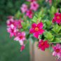 Mini Calibrchoa Million Bells Annual Flower Bonsai Vary Colors 100 PCS Seeds