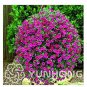 Mini Calibrchoa Million Bells Annual Flower Bonsai Vary Colors 100 PCS Seeds