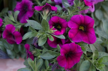 Mini Calibrchoa Million Bells Petunia 100 PCS Seeds