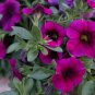 Mini Calibrchoa Million Bells Petunia 100 PCS Seeds