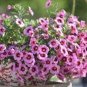 Mini Calibrchoa Million Bells Petunia 100 PCS Seeds