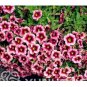 Mini Calibrchoa Million Bells Petunia 100 PCS Seeds