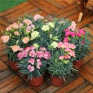 Mini Carnations Bonsai Balcony Potted Plants 200 PCS Seeds