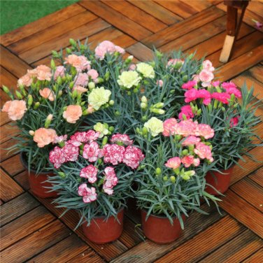 Mini Carnations Bonsai Balcony Potted Plants 200 PCS Seeds