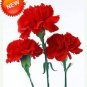 Mini Carnations Bonsai Balcony Potted Plants 200 PCS Seeds