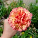 Mini Carnations Seed Balcony Potted Plants Dianthus Caryophyllus Mother Flower 50 PCS Seeds Mini Carnations Seed Balcony Potted Plants Dianthus Caryophyllus Mother Flower 50 PCS Seeds