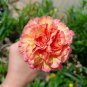Mini Carnations Seed Balcony Potted Plants Dianthus Caryophyllus Mother Flower 50 PCS Seeds