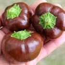 Mini Chocolate Sweet Bell Pepper 20 PCS Seeds