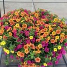 Mini Calibrchoa Million Bells Annual Flower Bonsai 100 PCS Seeds