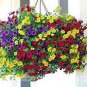 Mini Calibrchoa Million Bells Annual Flower Bonsai Vary Colors 100 PCS Seeds