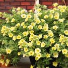 Mini Calibrchoa Million Bells Annual Flower Bonsai 100 PCS Seeds