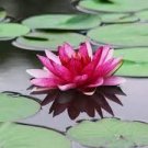 Mini Dark Red Bonsai Lotus Flower 1 PCS Seeds