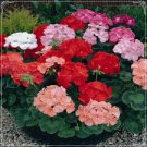 Mini Geranium 23 Colors Flower Perennial Seeds Pelargonium 50 PCS Seeds Mini Geranium 23 Colors Flower Perennial Seeds Pelargonium 50 PCS Seeds