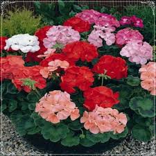 Mini Geranium 23 Colors Flower Perennial Seeds Pelargonium 50 PCS Seeds
