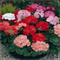 Mini Geranium 23 Colors Flower Perennial Seeds Pelargonium 50 PCS Seeds