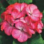Mini Geranium 23 Colors Flower Perennial Seeds Pelargonium 50 PCS Seeds