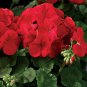 Mini Geranium 23 Colors Flower Perennial Seeds Pelargonium 50 PCS Seeds