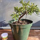 Mini Juniper Bonsai Tree Seeds Office Bonsai 50 PCS Seeds Mini Juniper Bonsai Tree Seeds Office Bonsai 50 PCS Seeds