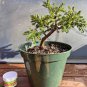 Mini Juniper Bonsai Tree Seeds Office Bonsai 50 PCS Seeds
