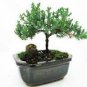 Mini Juniper Bonsai Tree Seeds Office Bonsai 50 PCS Seeds