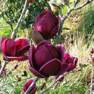 Mini Magnolia Bonsai, Beautiful Flower Indoor or Ourdoor Potted 30 PCS Seeds Mini Magnolia Bonsai, Beautiful Flower Indoor or Ourdoor Potted 30 PCS Seeds