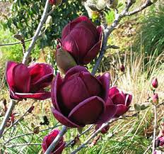 Mini Magnolia Bonsai, Beautiful Flower Indoor or Ourdoor Potted 30 PCS Seeds