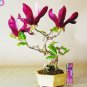 Mini Magnolia Bonsai, Beautiful Flower Indoor or Ourdoor Potted 30 PCS Seeds