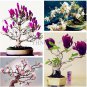 Mini Magnolia Bonsai, Beautiful Flower Indoor or Ourdoor Potted 30 PCS Seeds