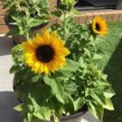 Mini Multi-Colored Dwarf Sunflower Bonsai Perennial Flower 30 PCS Seeds