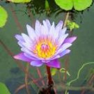Mini Nymphaea Caerulea Asian Water Lily Lotus Pod Flower 5 PCS Seeds