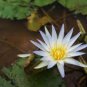Mini Nymphaea Caerulea Asian Water Lily Lotus Pod Flower 5 PCS Seeds