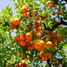 Mini Orange Tree 30 PCS Seeds Mini Orange Tree 30 PCS Seeds